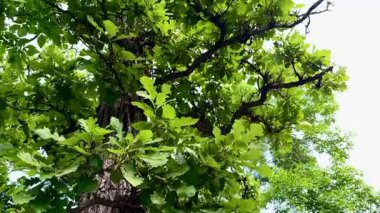 Derin desenli ağaç kabuğu ve yoğun yeşil yapraklı olgun bir meşe ağacının yakın görüntüsü. Arkasında açık bir yaz gökyüzü olan parlak gün ışığında dallar uzanıyor. Doğal orman ortamı.