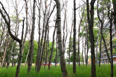 Bir konut binası ve park halindeki arabaların yakınındaki çimenli bir alanda çıplak dalları ve hasarlı gövdeleri olan bir grup ince ağaç kentsel stresi sembolize ediyor.