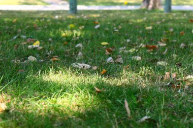 Güneşli bir parkta yaprakları dökülmüş yeşil çimlerin yanında büyük bir ağaç gövdesi. Yerdeki evler ve gölgelerle sakin bir banliyö geçmişi