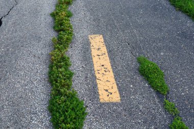 Yeşil çimlerin solmuş sarı bir çizgiyle aşınmış asfaltta filizlendiği yakın plan kentsel yüzeyleri geri alan doğayı sembolize ediyor.