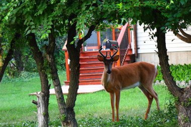 Küçük boynuzları olan meraklı genç bir geyik, arka planda bir ev ve park etmiş bir arabayla yapraklı ağaçlar tarafından çerçevelenmiş çimenli bir bahçede duruyor..