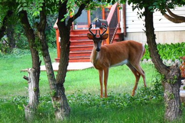 Küçük boynuzları olan meraklı genç bir geyik, arka planda bir ev ve park etmiş bir arabayla yapraklı ağaçlar tarafından çerçevelenmiş çimenli bir bahçede duruyor..