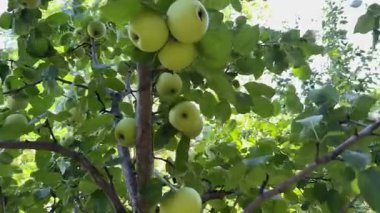 Taze yeşil elmaların doğal gün ışığında yemyeşil yapraklı bir ağaç dalında yetiştiği yakın plan.