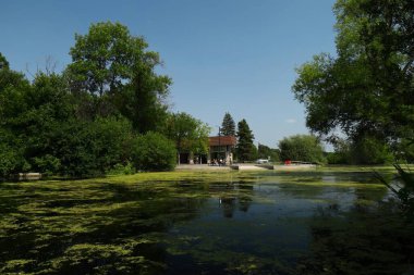 Yüzen yosunlar ve açık mavi bir yaz gökyüzünün altındaki ağaç yansımaları şehir parkında huzurlu ve doğal bir manzara yaratıyor..