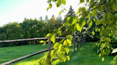 Taze yeşil huş yaprakları güneşli bir yaz gününde kırsal bir ahşap çitin yanında asılı duruyor. Arka planda çimen ve ağaçların olduğu doğal kır manzarası..
