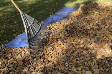 Botlu ve eşofmanlı bir insan ağaç gövdesinin yanındaki yeşil çimenlikteki kuru sonbahar yapraklarını tırmıklıyor. Sonbahar temizliği sırasında mevsimlik bahçe işleri.