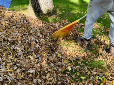 Botlu ve eşofmanlı bir insan ağaç gövdesinin yanındaki yeşil çimenlikteki kuru sonbahar yapraklarını tırmıklıyor. Sonbahar temizliği sırasında mevsimlik bahçe işleri.