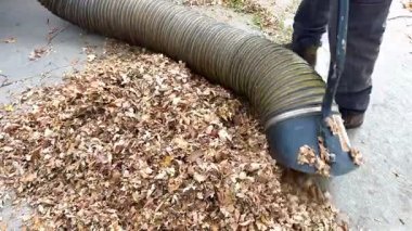 Bir işçi çimentodan düşen sonbahar yapraklarını güçlü bir endüstriyel süpürgeyle temizliyor. Mevsimlik bahçe bakımını iş başında gösteriyor..