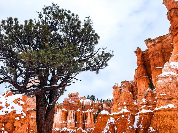 stock image Snow scene colorful cliffs with  red rock and stone in Bryce Canyon National Park