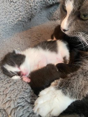 Sevimli kedicikler, öğleden sonra rahat bir ortamda yumuşak gri bir battaniyenin üzerinde huzur içinde uyuyorlar.