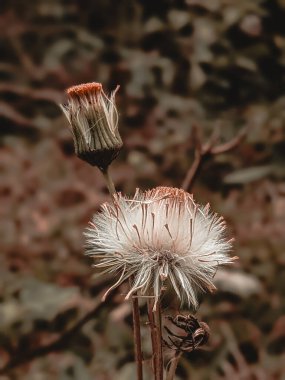 Selective focus on Crassocephalum crepidioides, also called ebolo, thickhead, red flower ragleaf, or fireweed clipart