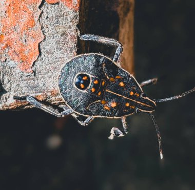 Bangladeş, tuğlanın kenarında oturan sarı benekli böceğin yakın plan görüntüsü..