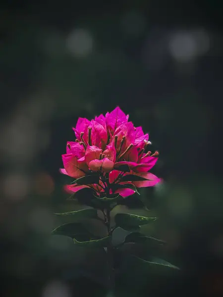 Bougainville çiçeğine seçici odaklanma.