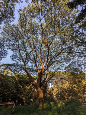 Mavi gökyüzüne karşı yaprakları olan dallar..