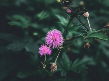 Yakın plan - çiçek açan güzel çiçeklerin görüntüsü.