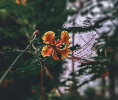 selective focus on colourful Caesalpinia Pulcherrima peacock Flower with green background.  clipart