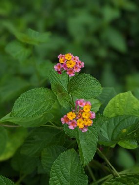 Güzel Günbatımı ve Bulutlu Gökyüzü.