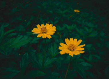 wedelia or Singapore daisy with blur green background.Singapore daisy (Sphagneticola trilobata) or creeping-oxeye plant. clipart