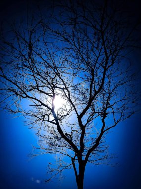 tree branches in the forest with moon and blue sky. clipart