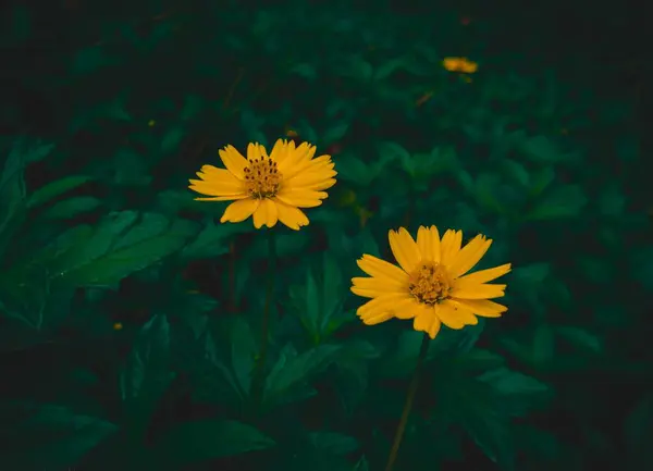 stock image wedelia or Singapore daisy with blur green background.Singapore daisy (Sphagneticola trilobata) or creeping-oxeye plant.