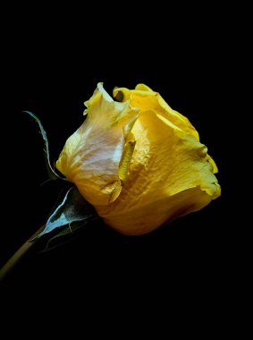 Siyah arkaplanda izole edilmiş sarı bir gül.