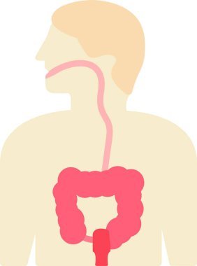İnsan Sindirim Sistemi Anatomisi