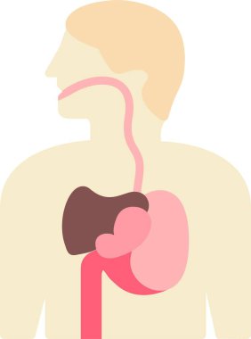 İnsan mide kutsal kişilerin resmi, vektör çizim