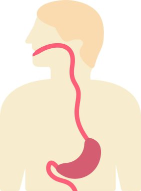 İnsan Sindirim Sistemi Anatomisi
