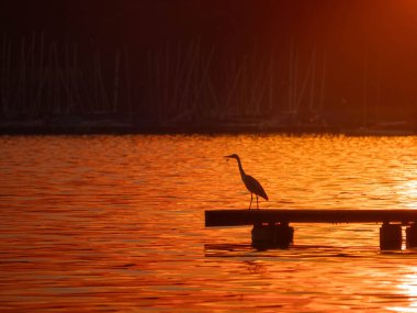 Gündoğumunda yalnız bir balıkçıl silueti