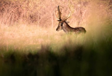 Bir tarlada dinlenen Fallow geyiği