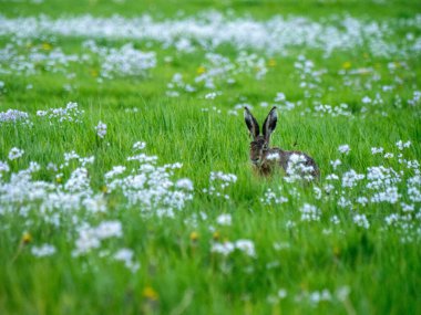 Çiçek tarlasında Yaşlı Tavşan