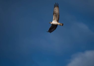Görkemli Osprey Derin Mavi Gökyüzüne Karşı Yüksekten Uçuyor