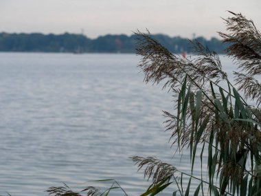 Göl kenarı sazlıklarında hafif ışık (Phragmites australis) bir caya karşı