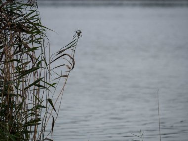 Göl kenarı sazlıklarında hafif ışık (Phragmites australis) bir caya karşı