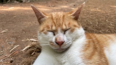 Sokaktaki kedi uyuyor.