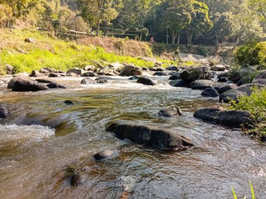 Taşları ve yeşil ağaçları olan güzel nehir gerçekten inanılmaz bir manzara.