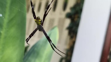 Örümceklerin rüzgarda salınan bir ağ üzerinde yaşadıkları video görüntüleri.