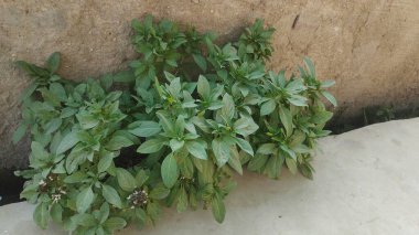 Basil (Niaz Bo) bitkisi. Siyam Kraliçesi Basil, Nibo bitki tohumlarıyla zarif bir dokunuş.