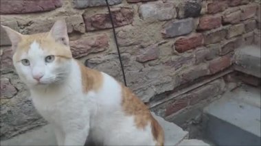 Beyaz sarı erkek kedi oturuyor ve oraya buraya bakıyor.