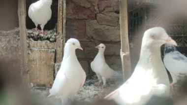 Güzel Beyaz Güvercin Kabootar: Doğa Grace