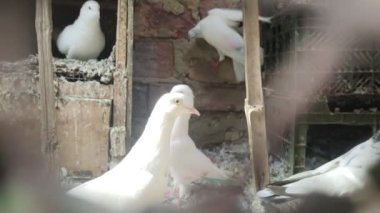 Güzel Beyaz Kabootarlar: Eylem Altında. Altı Beyaz Güvercinin Çarpıcı Görüntüsü