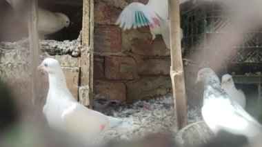Beş güvercin kabootar. Biri boks yapacak.