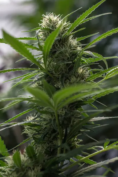 stock image macro-photography of a marijuana plant in flowering period