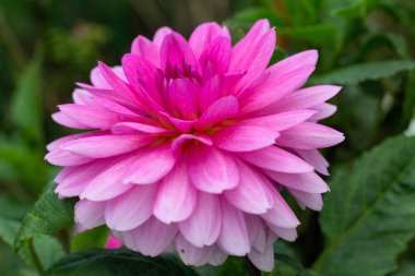 Pembe yapraklı bir çiçeğin makrofotoğrafçılığı