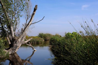 Temiz su gölü, sudaki bir ağaç ve etrafındaki çalılıklar.