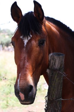Kahverengi bir atın portresi
