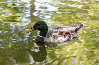 Nehirde yüzen ördek