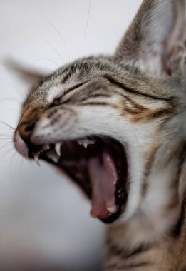 Profilde esneyen bir kedi, dişleri ve dili görünür, bir evin içinde, kedinin yakın planında.