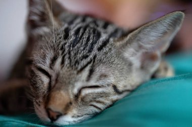 Yastığın üzerinde uyuyan bir kedinin yakın çekimi.