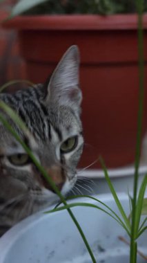 Cat sniffing and eating a houseplant
